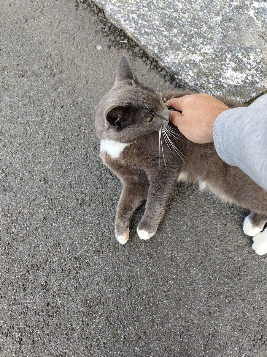 Cat in Ålesund